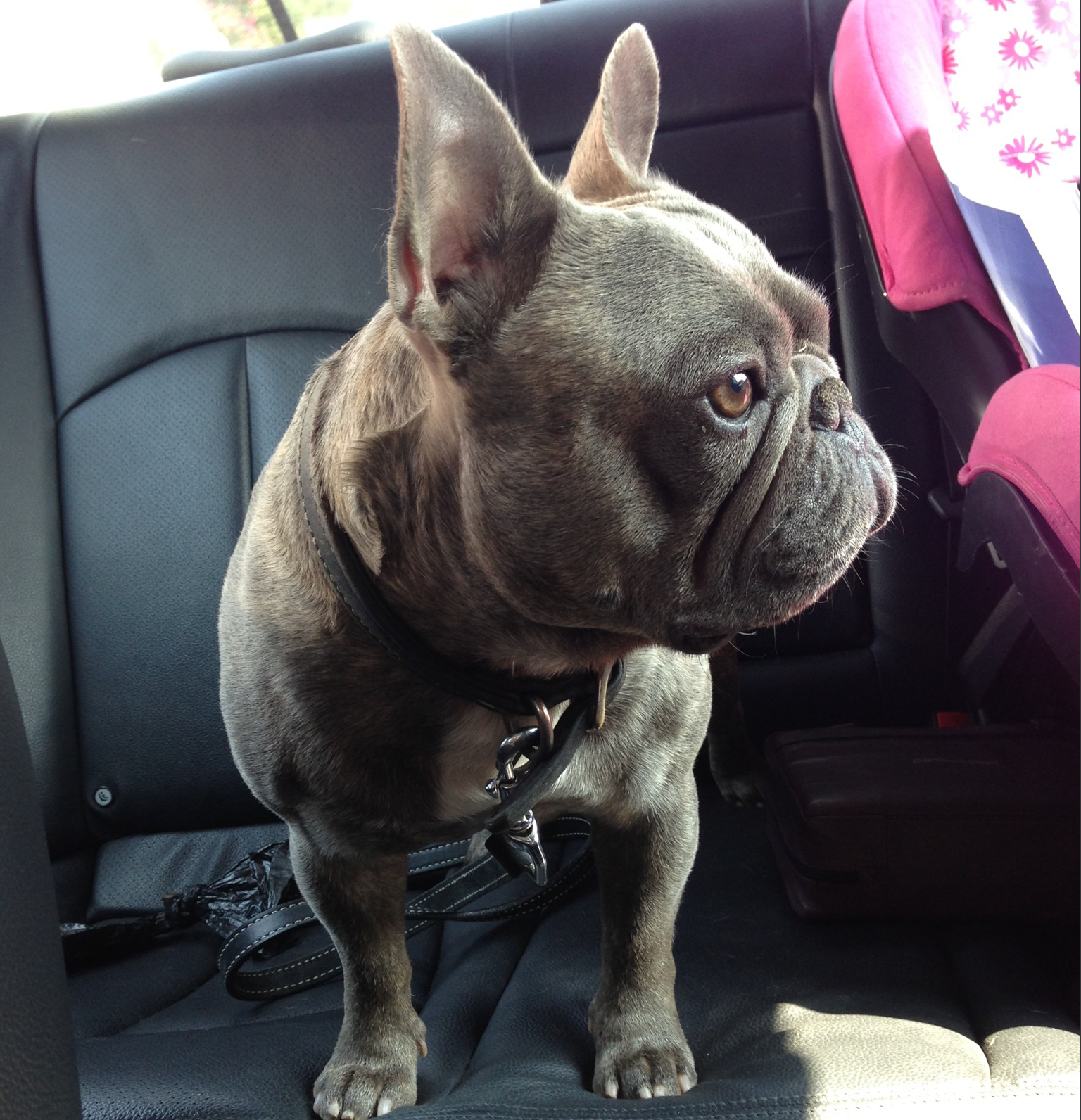 French Bulldog