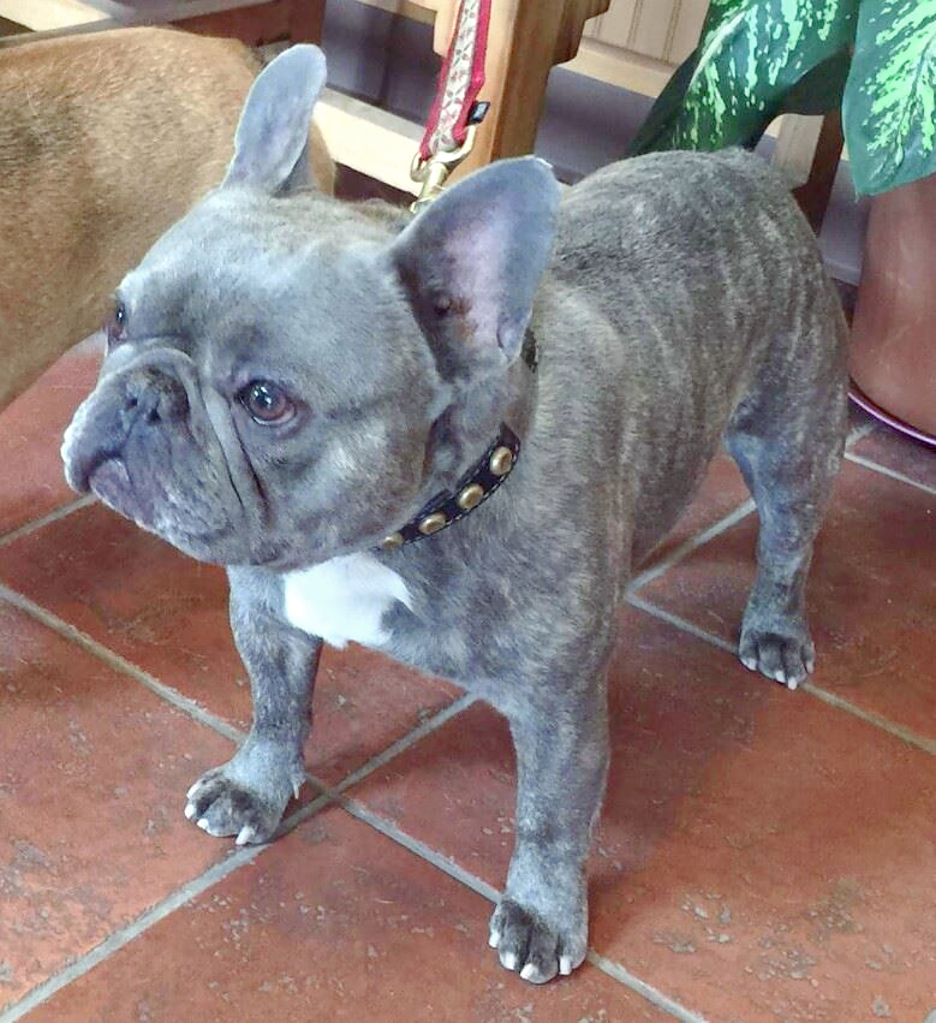 French Bulldog