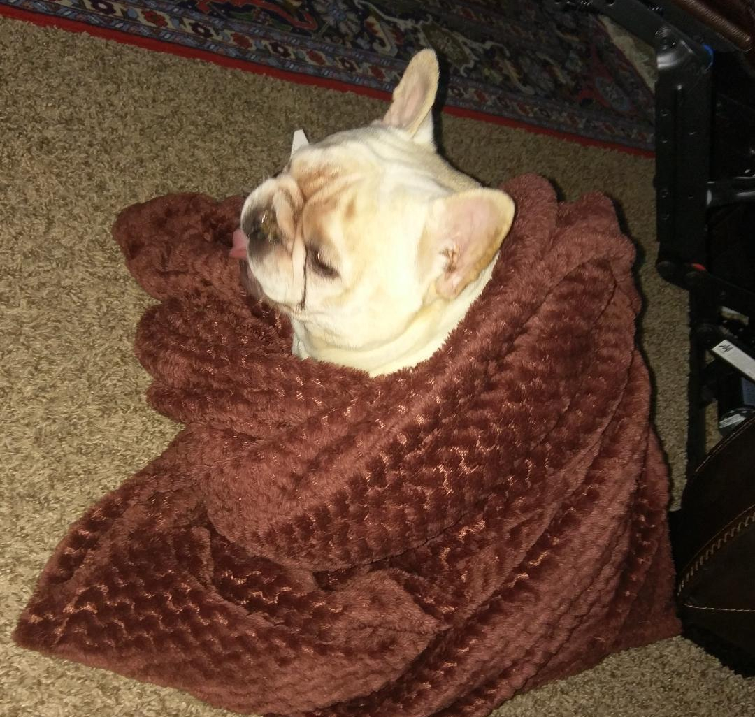 Frenchie Blanket Bandit