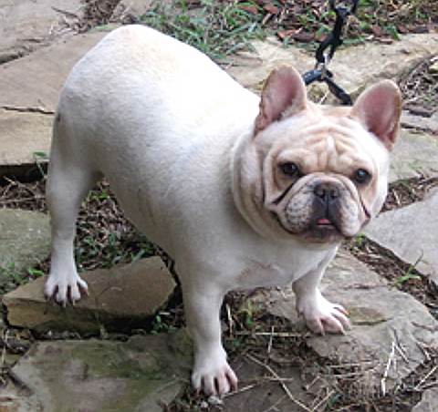 Gabby French Bulldog