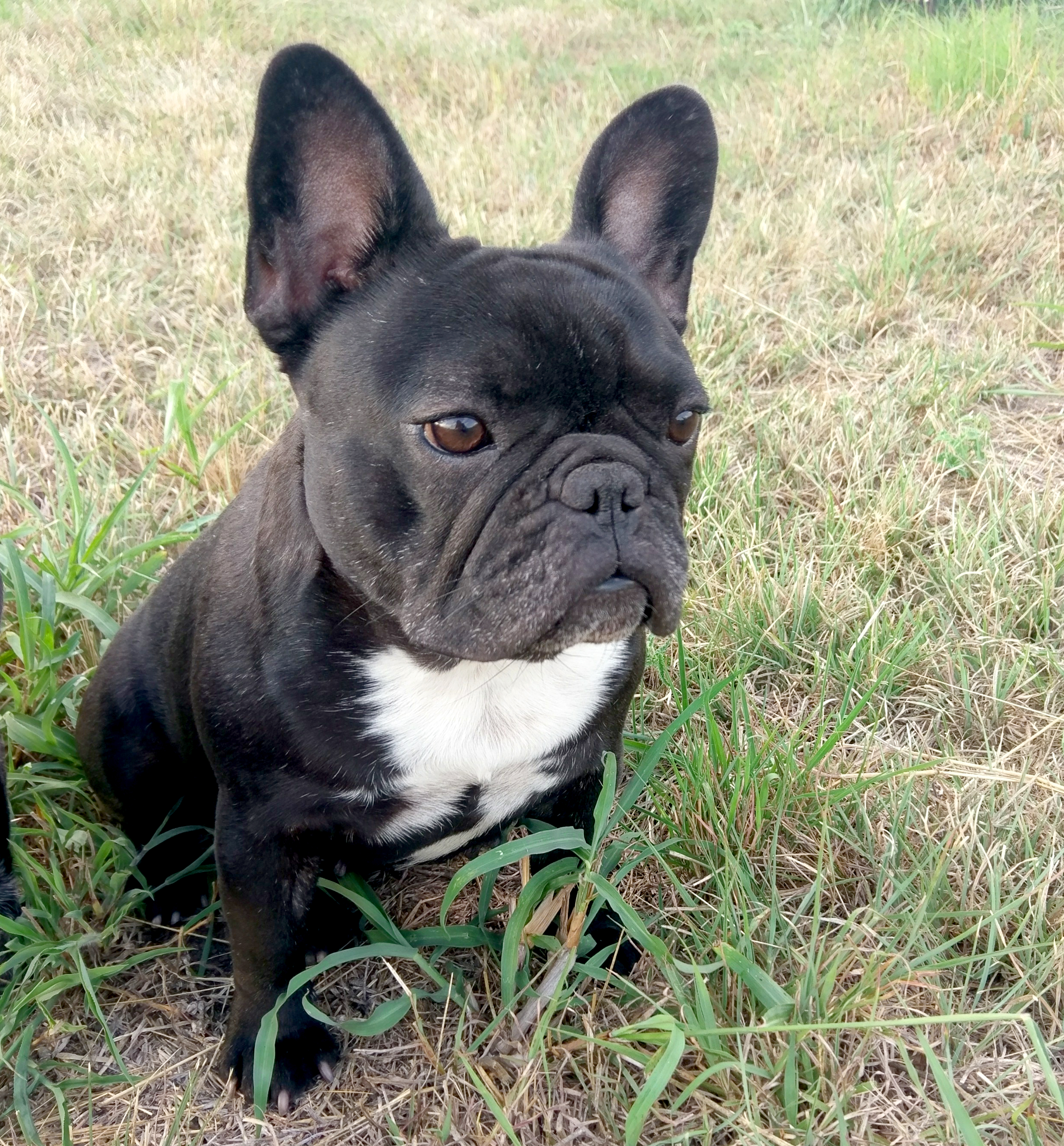 Beautiful French Bulldog