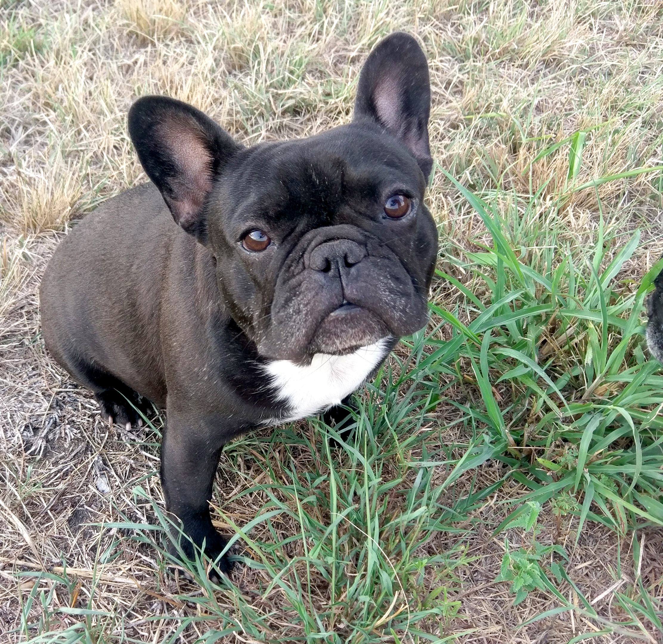 Gaia The Frenchie