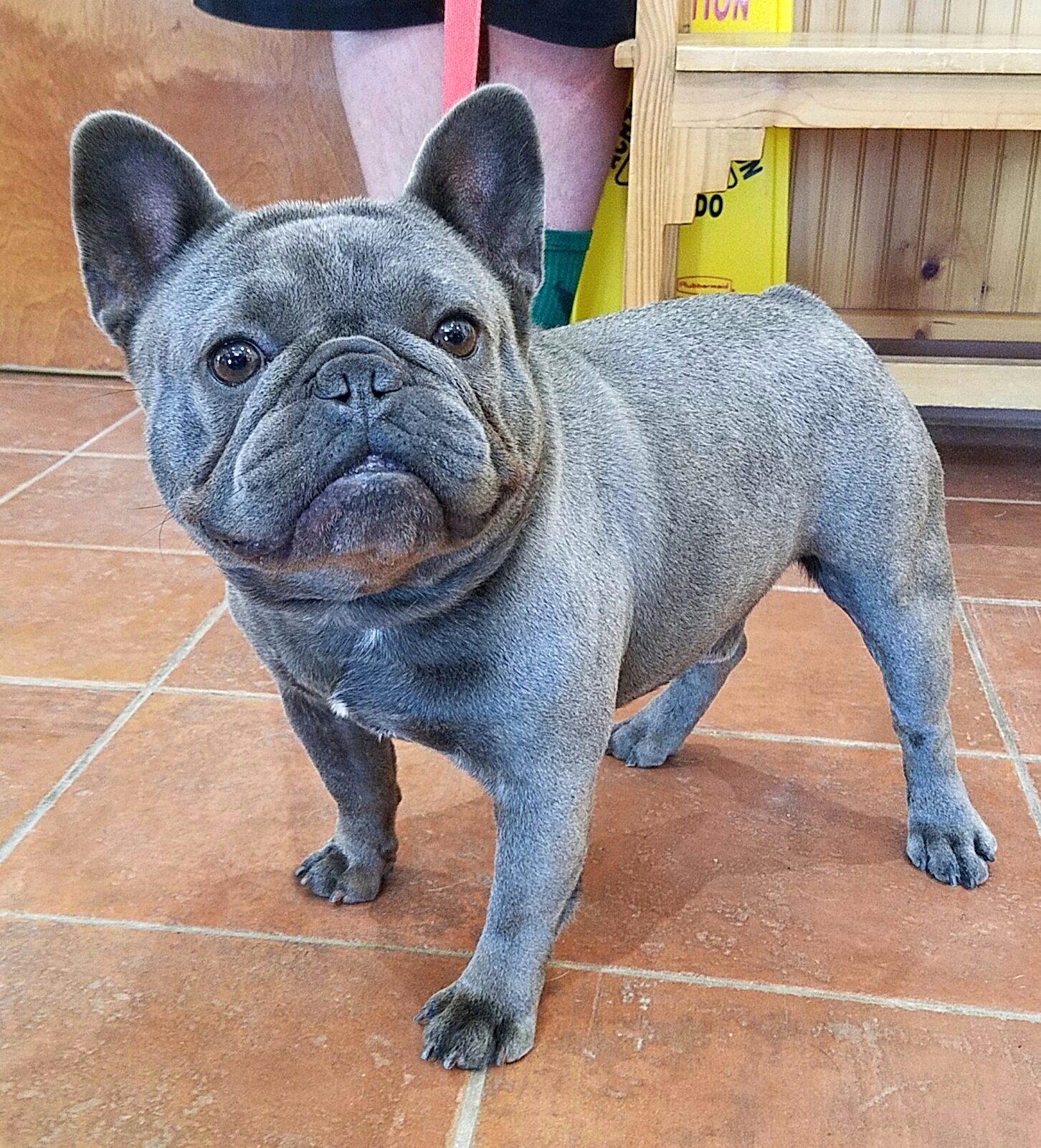 Spock At The Vet