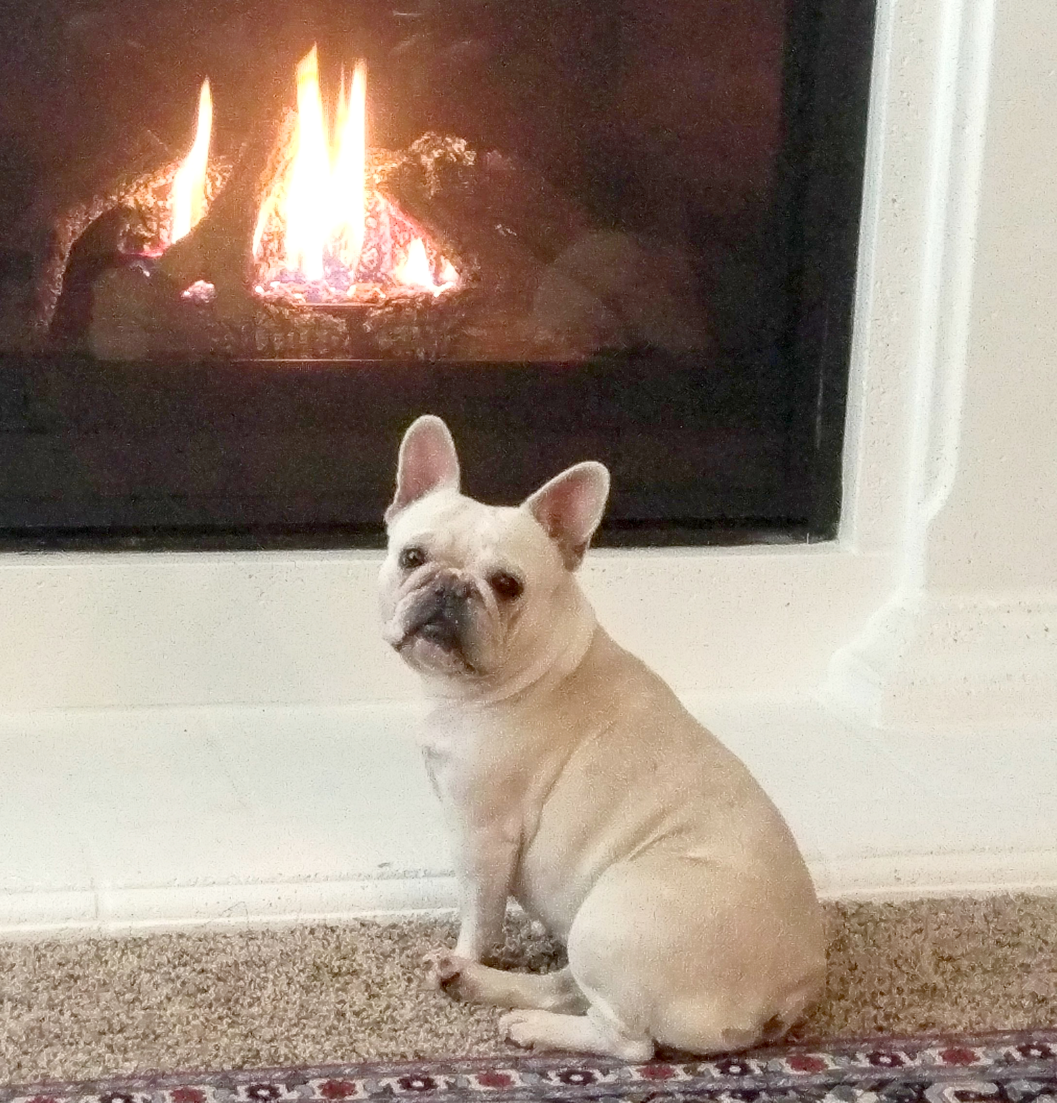 Fireplace French Bulldog